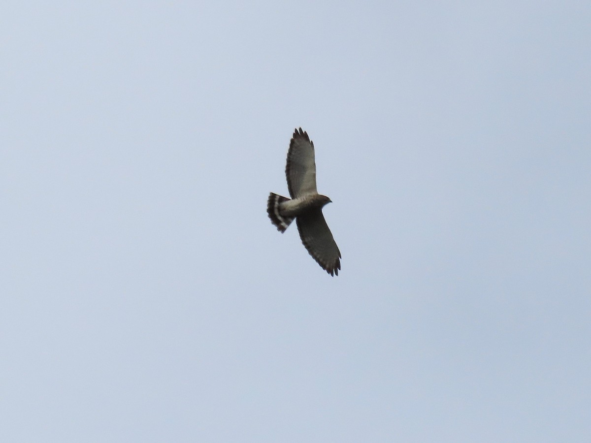 Broad-winged Hawk - ML642024133