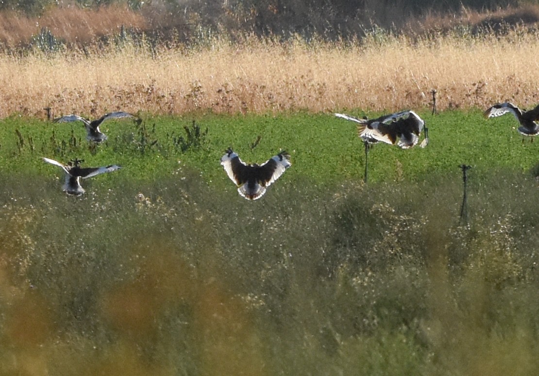 Little Bustard - ML642024136