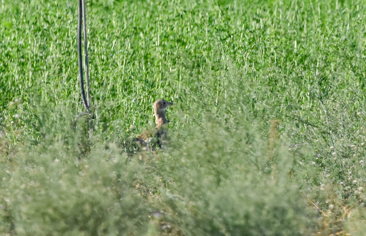 Little Bustard - ML642024137