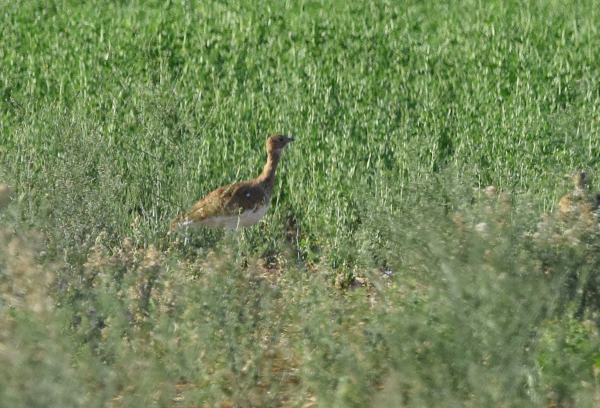 Little Bustard - ML642024140