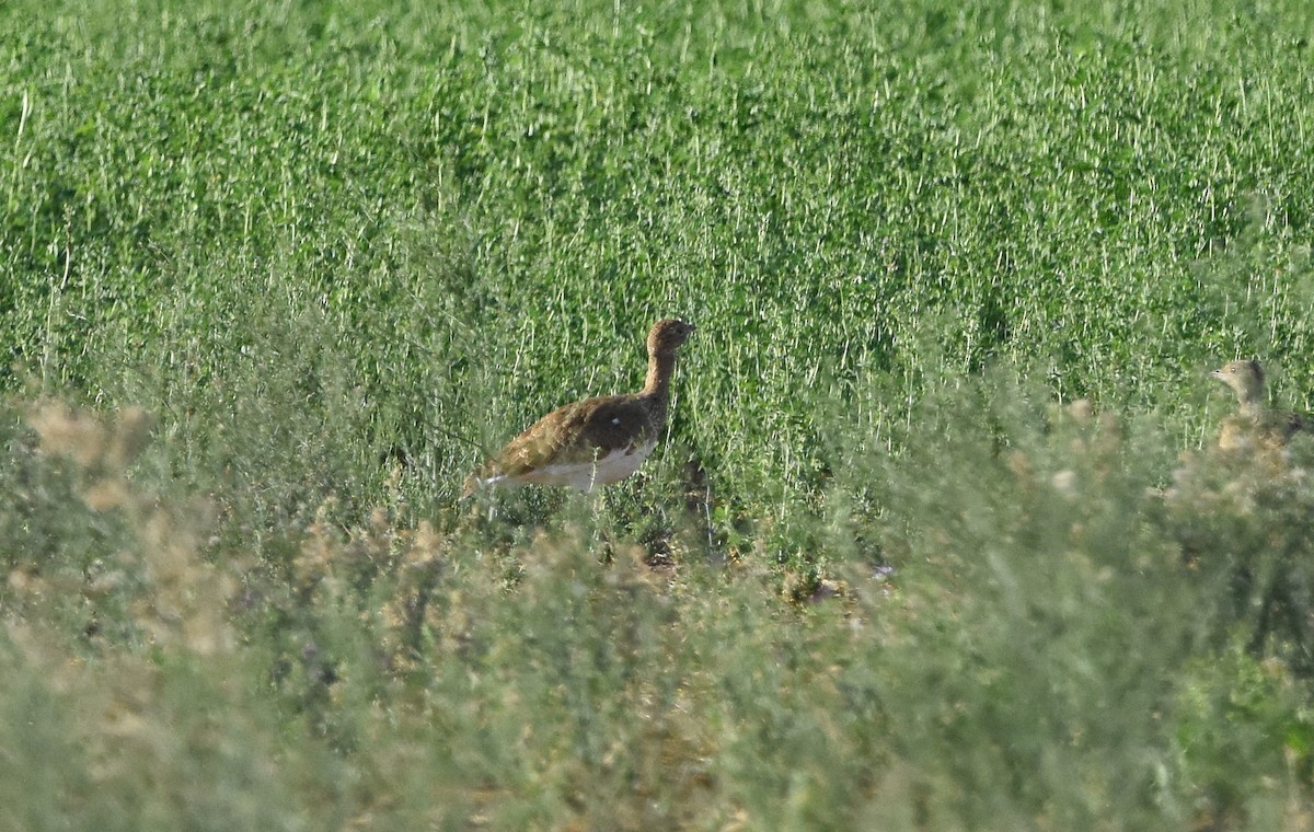 Little Bustard - ML642024141