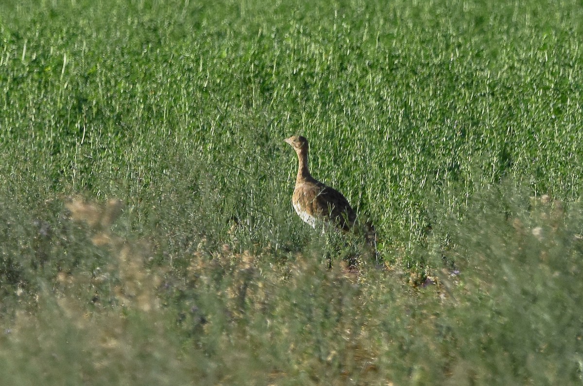 Little Bustard - ML642024143