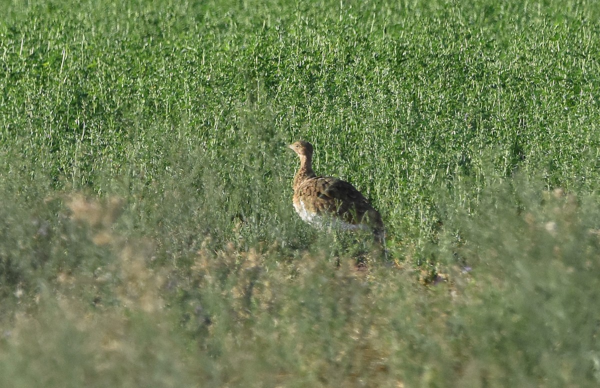 Little Bustard - ML642024144