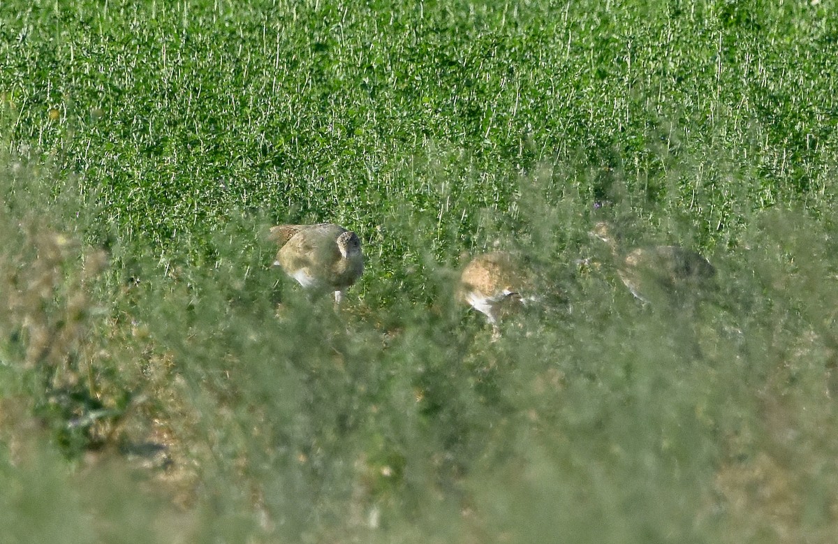 Little Bustard - ML642024145