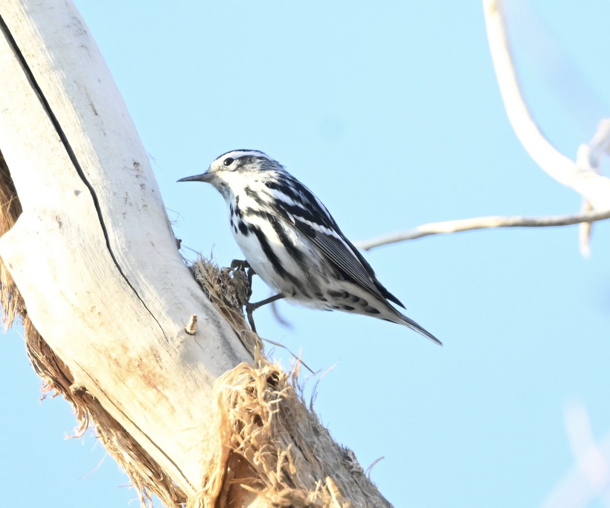 Black-and-white Warbler - ML642024146