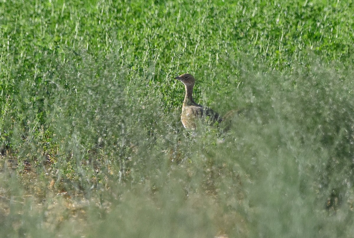 Little Bustard - ML642024147
