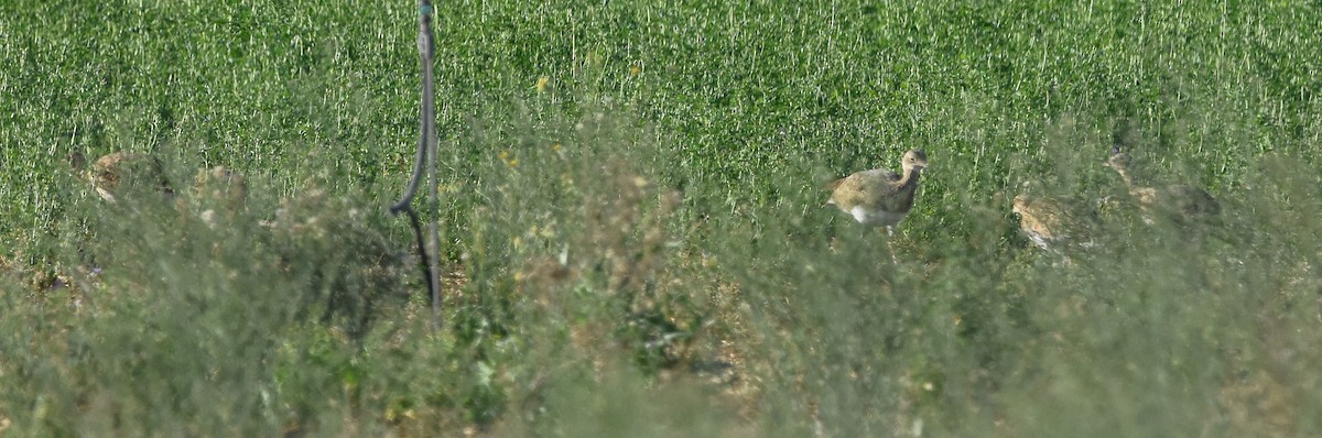 Little Bustard - ML642024148