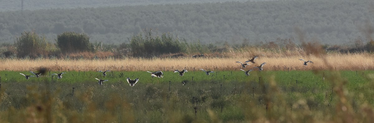 Little Bustard - ML642024153