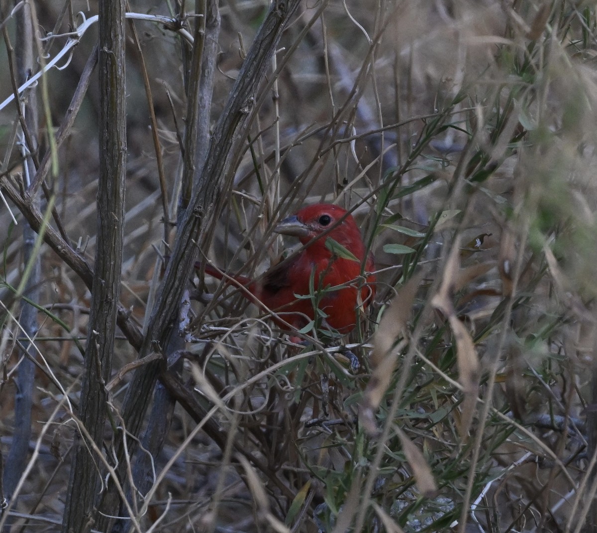 Summer Tanager - ML642024160