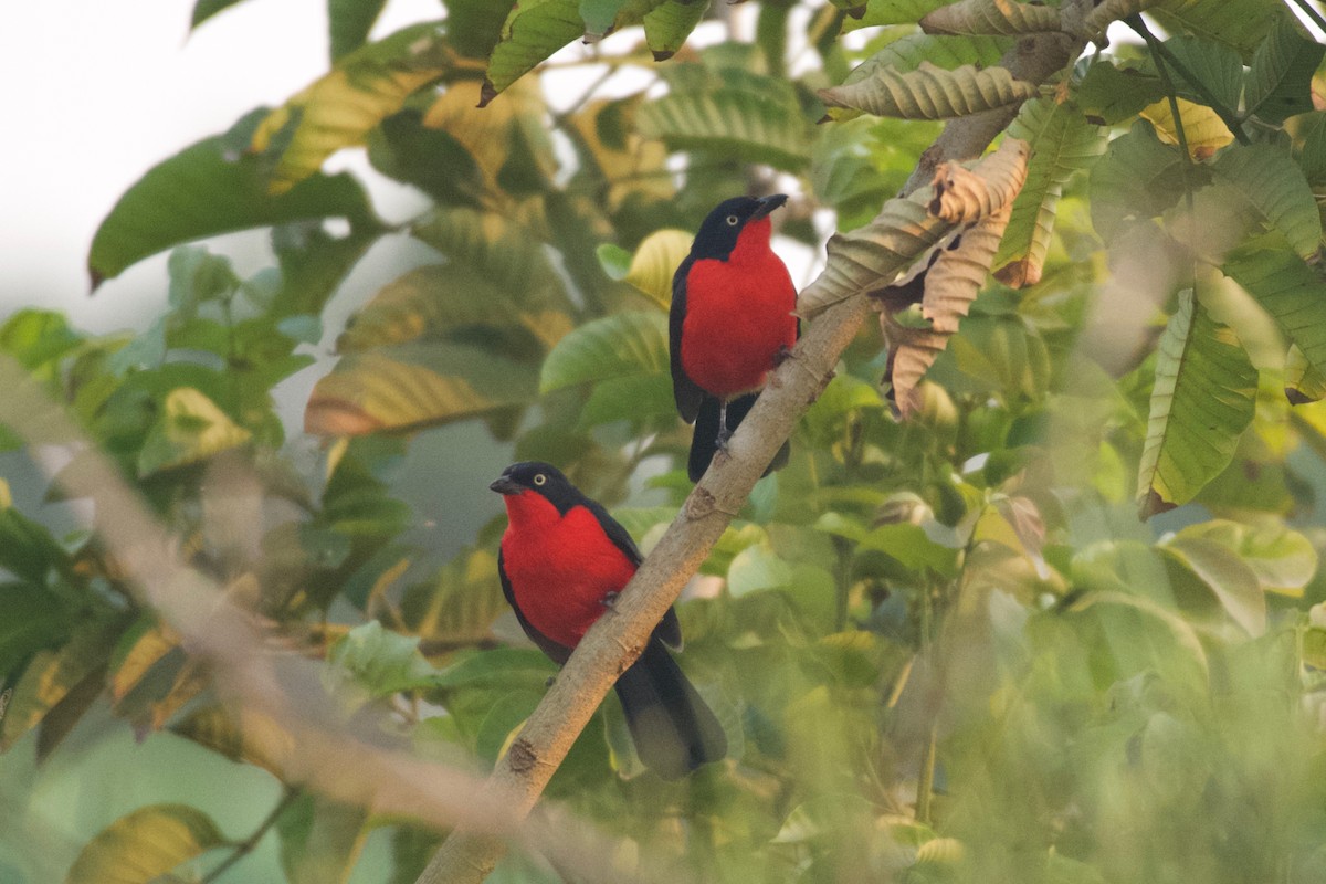 Black-headed Gonolek - ML642024163