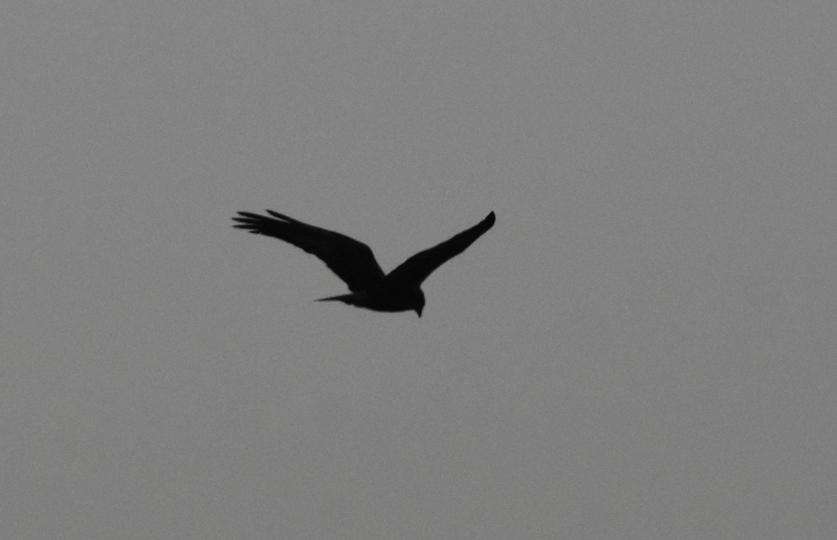 Falco di palude - ML642024172