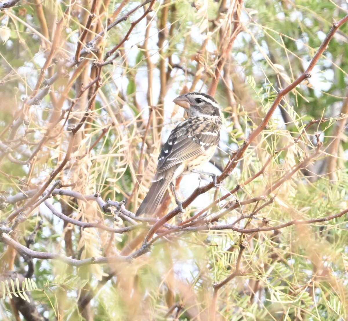 Black-headed Grosbeak - ML642024173