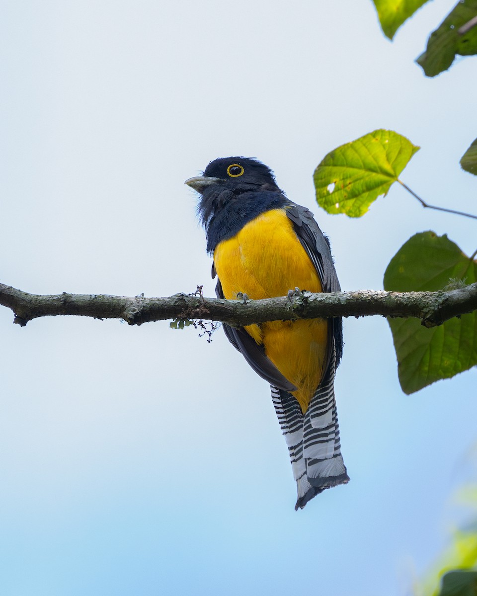 Trogon pattu - ML642024177