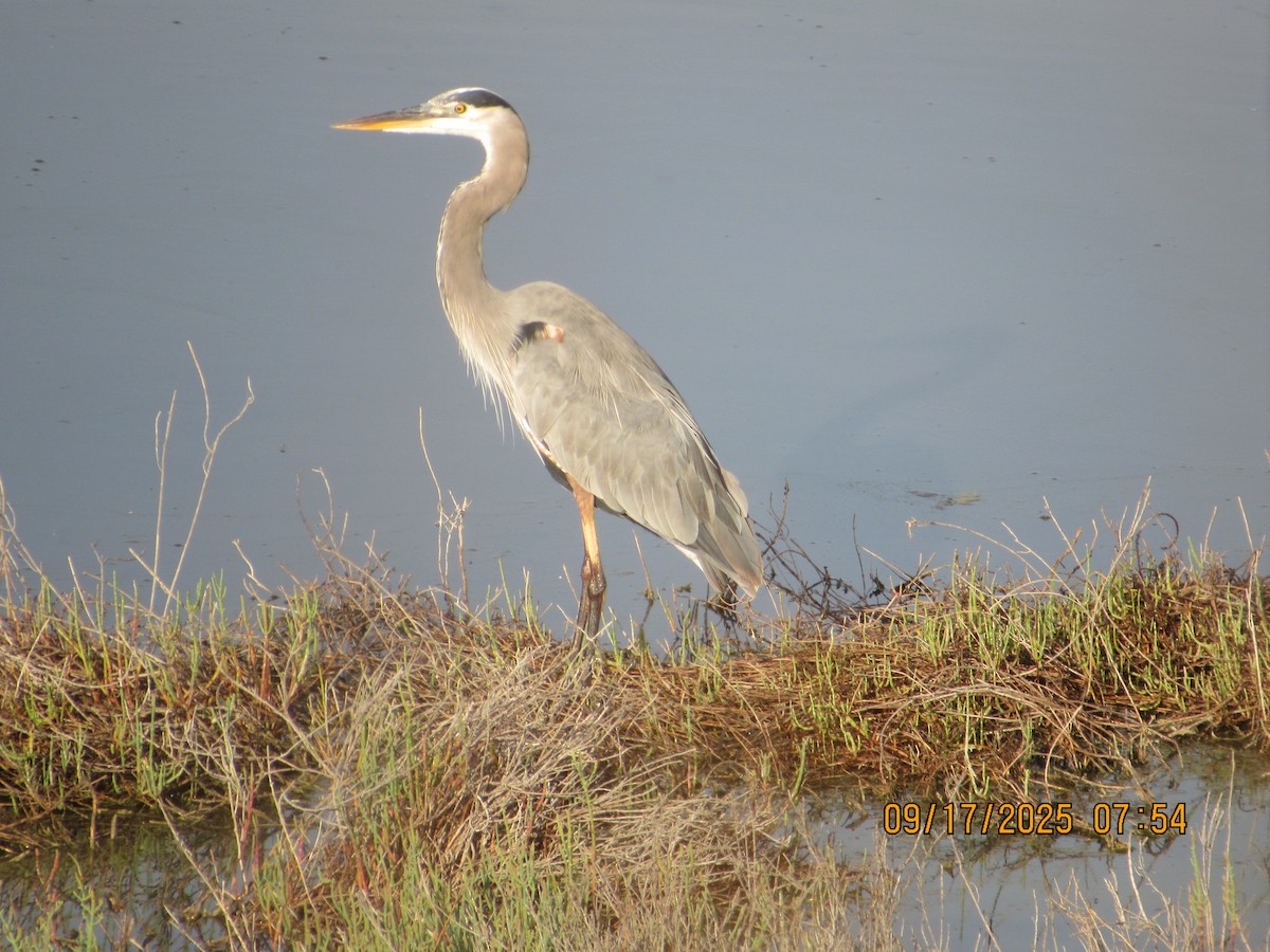 Great Blue Heron - ML642024181