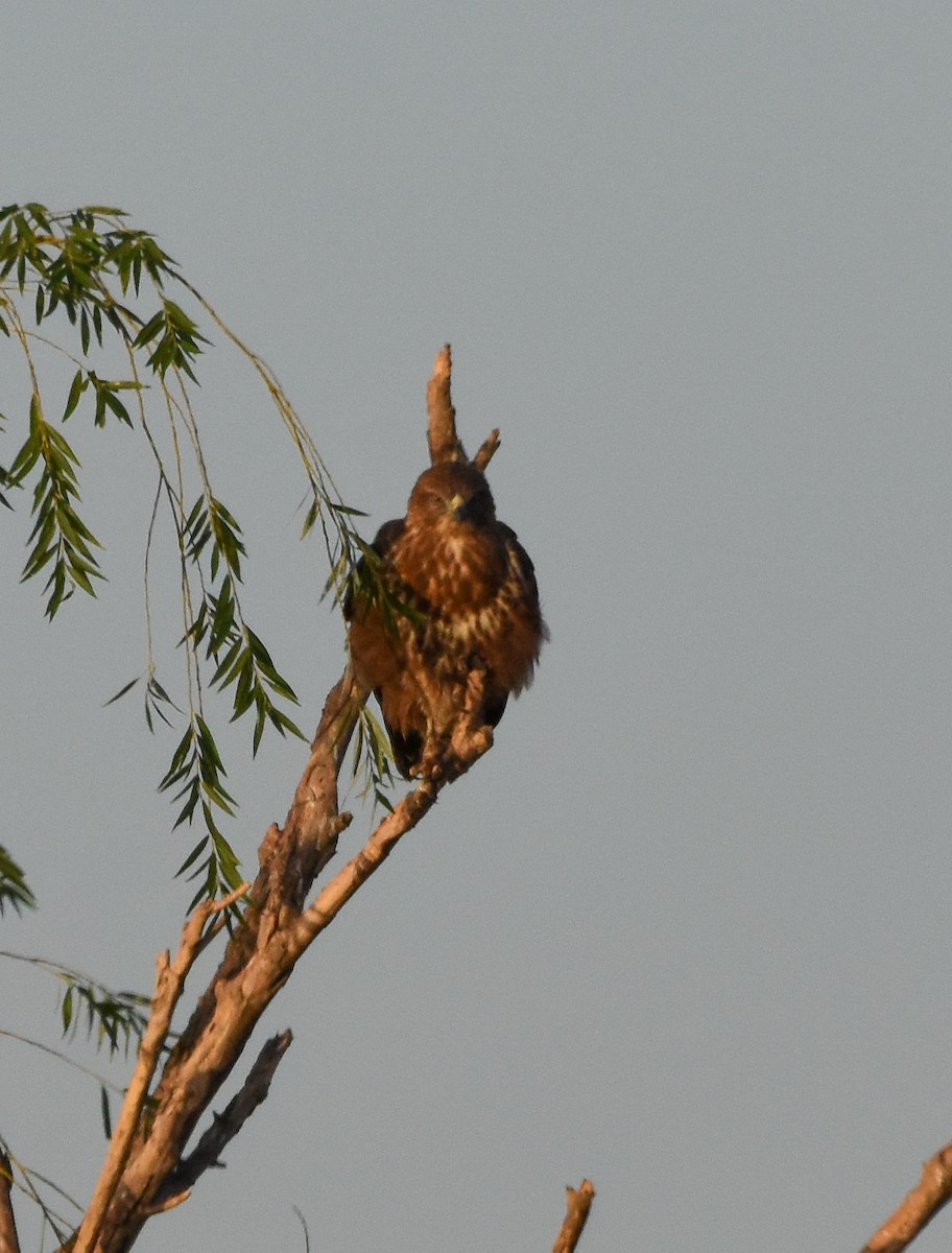 Buse variable - ML642024189