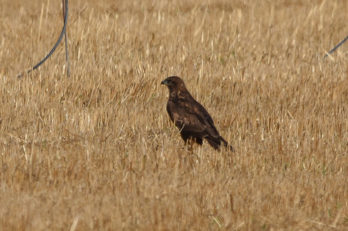 Buse variable - ML642024192