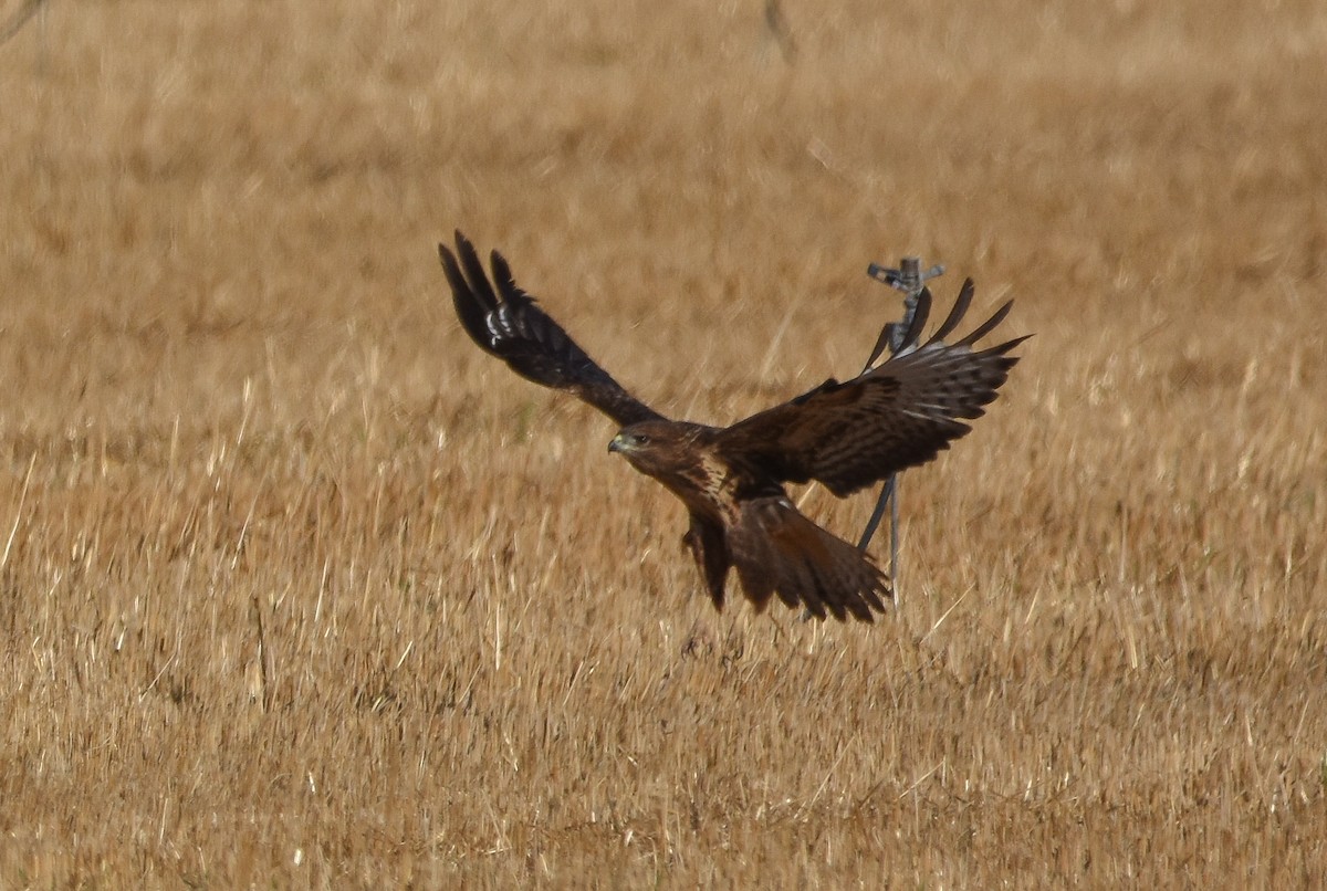 Buse variable - ML642024194