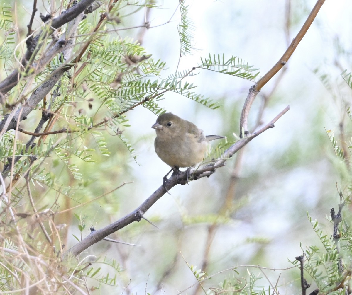 Painted Bunting - ML642024207