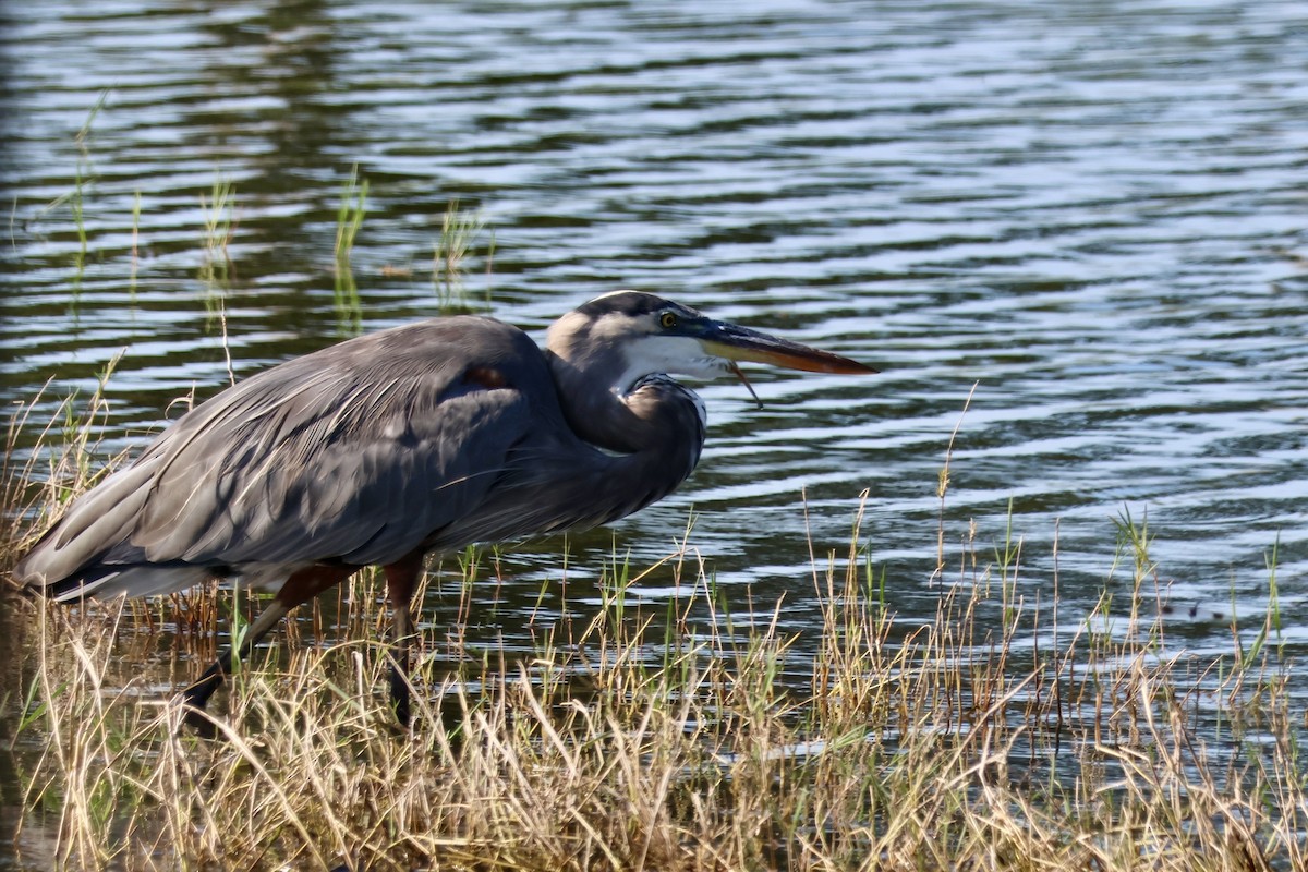 Great Blue Heron - ML642024223