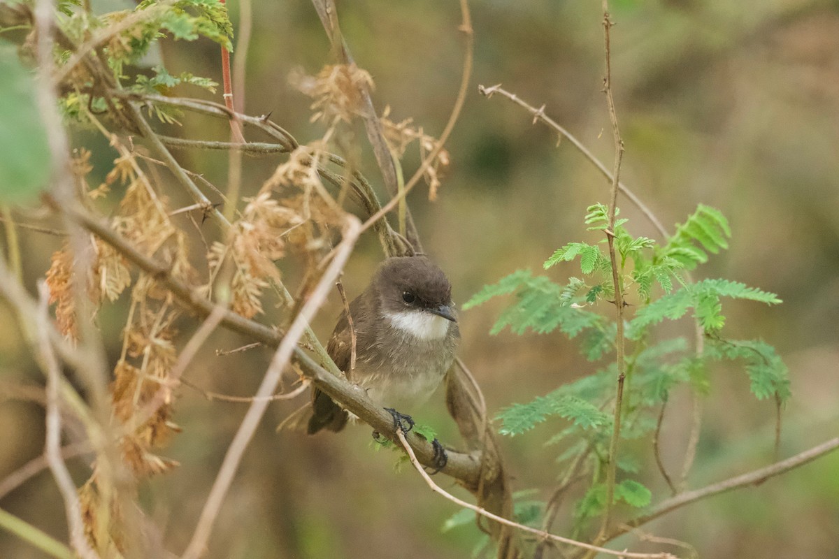Papamoscas Palustre - ML642024227