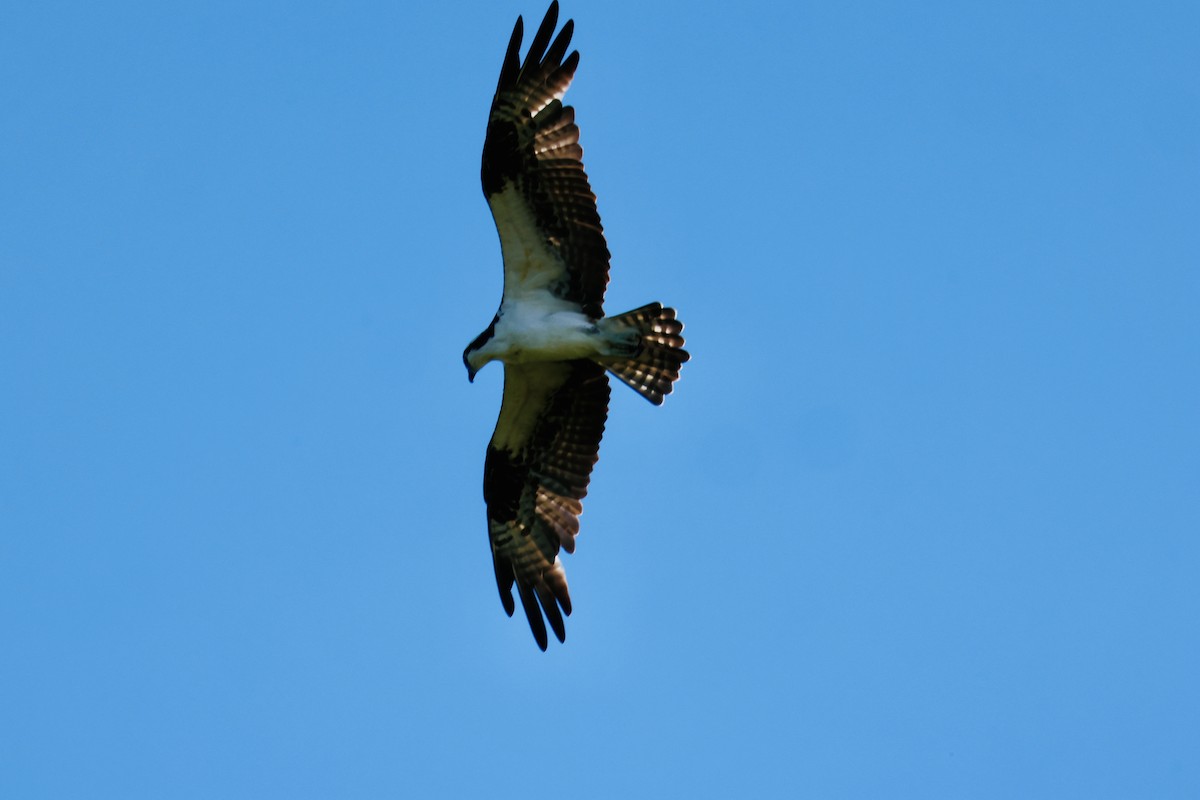 Águila Pescadora - ML642024231