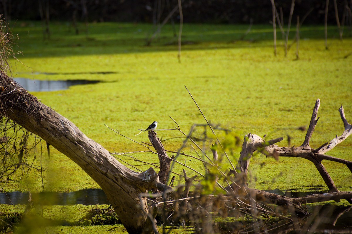 Black-backed Water-Tyrant - ML642024233