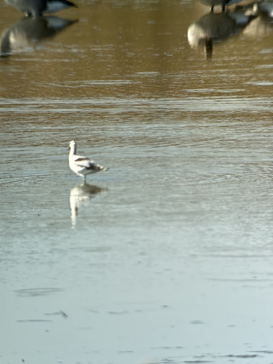 Avoceta Americana - ML642024246