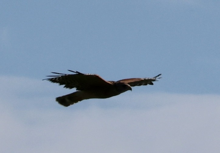 Red-shouldered Hawk - ML642024254