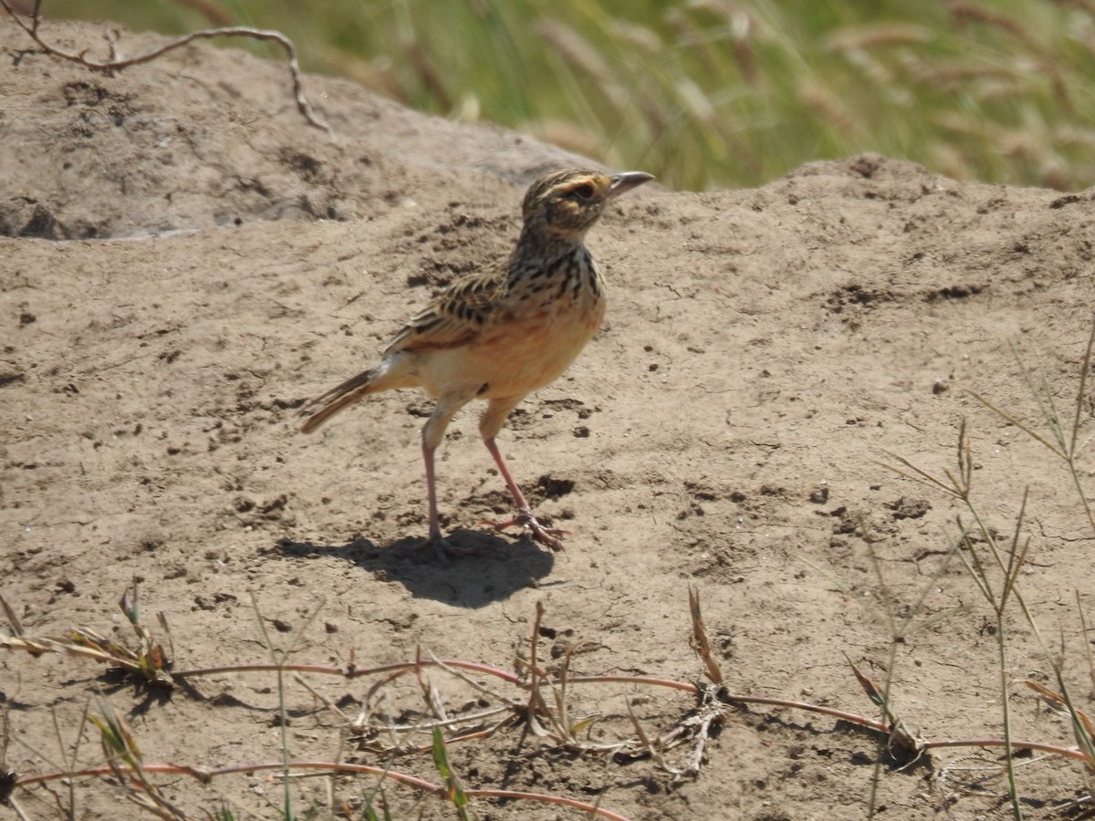 Rufous-naped Lark - ML642024256