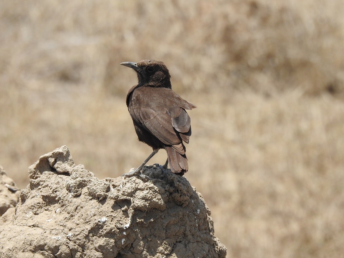 Northern Anteater-Chat - ML642024257