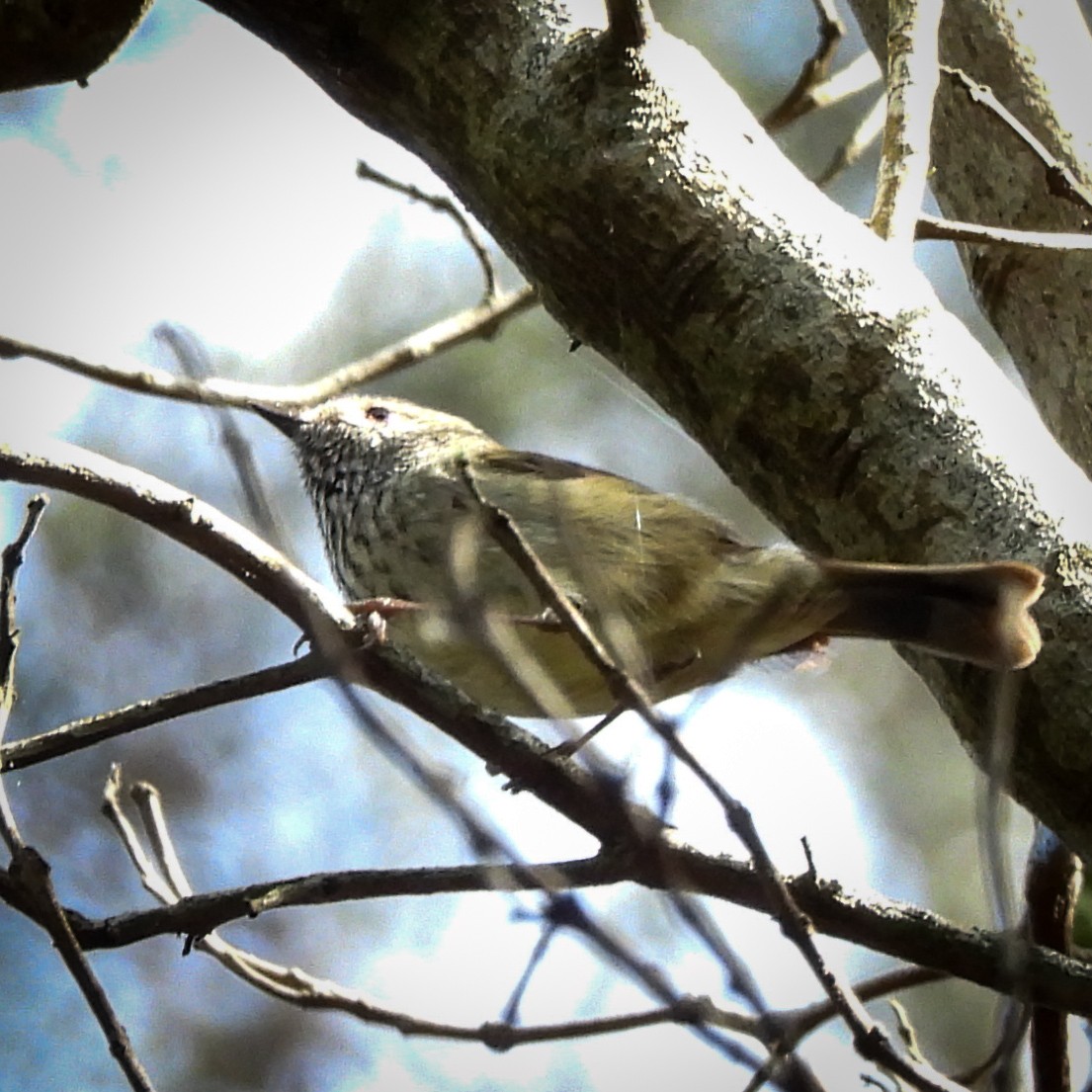 Brown Thornbill - ML642024261