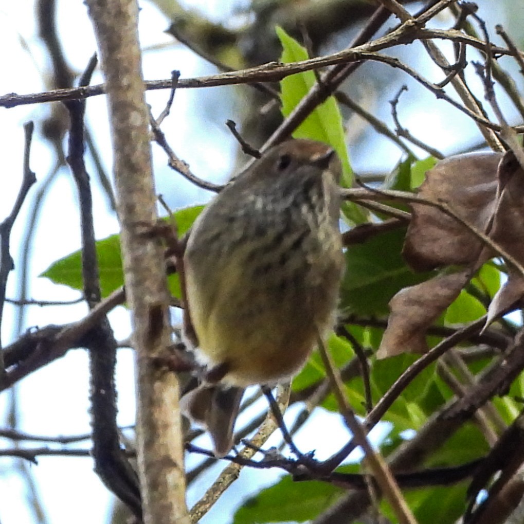Brown Thornbill - ML642024262
