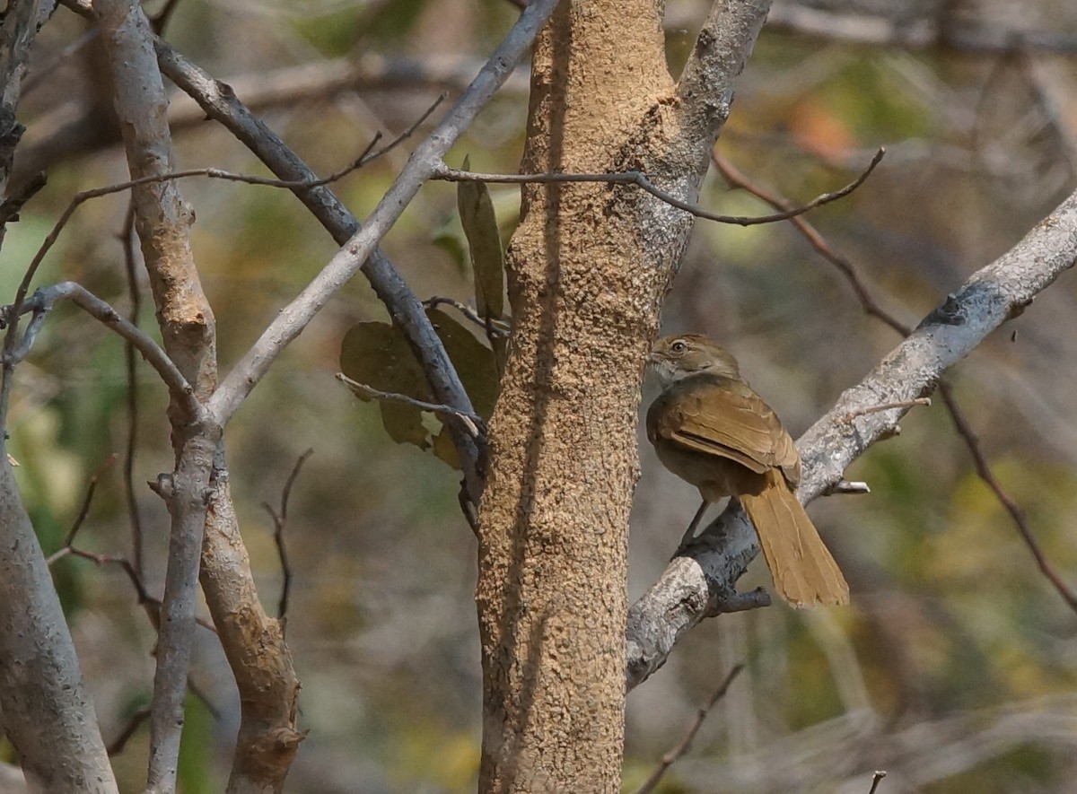 Terrestrial Brownbul - ML642024297