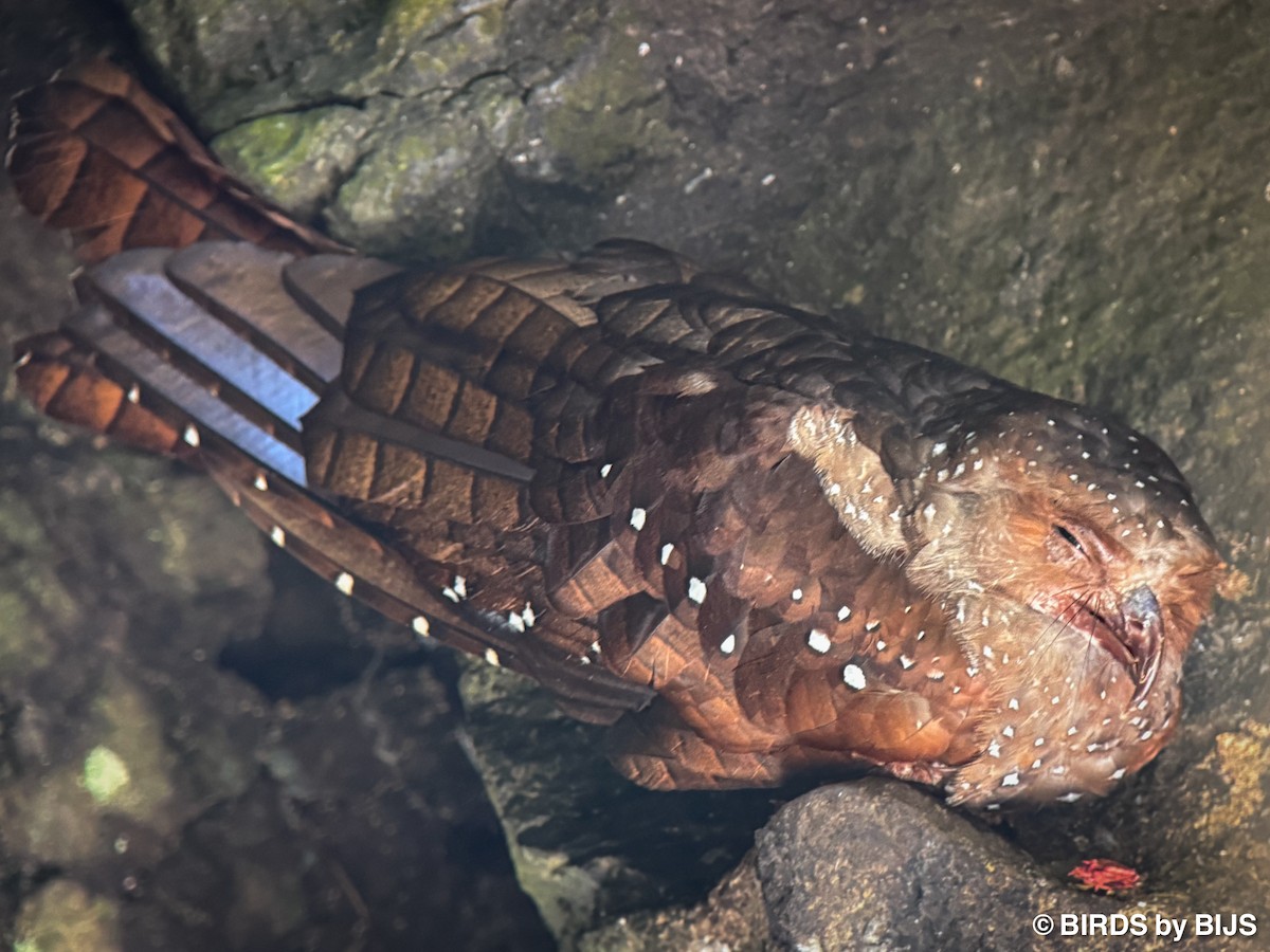 Oilbird - ML642024317