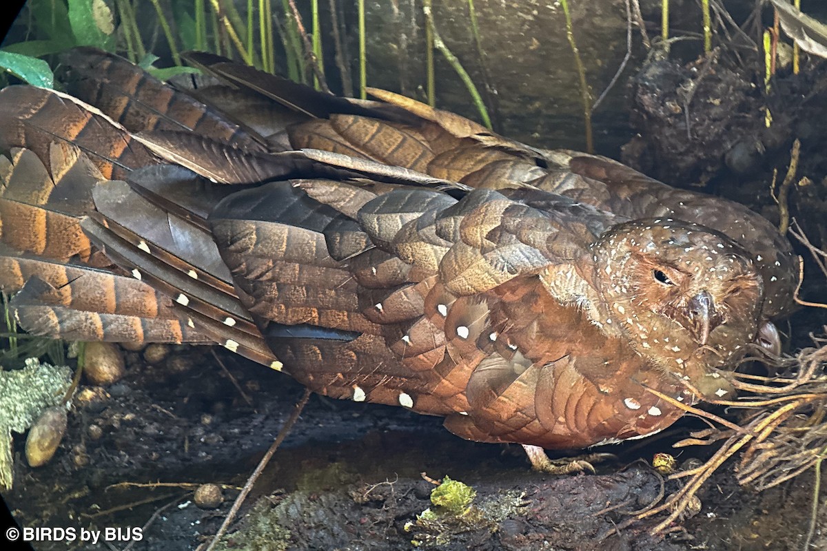 Oilbird - ML642024318