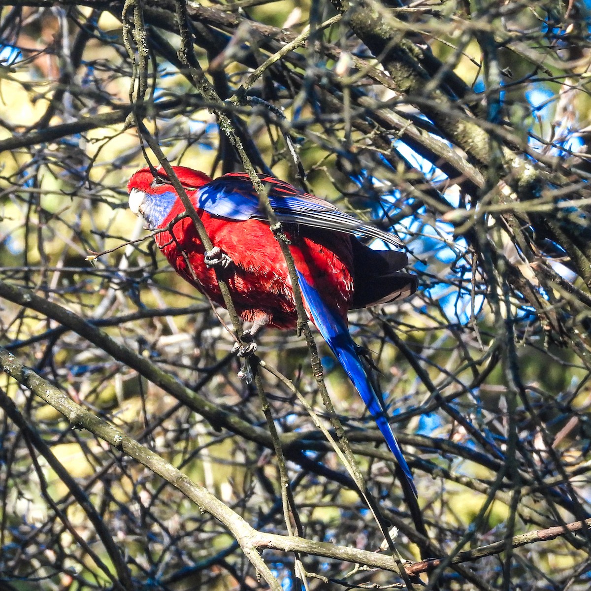 Crimson Rosella - ML642024321