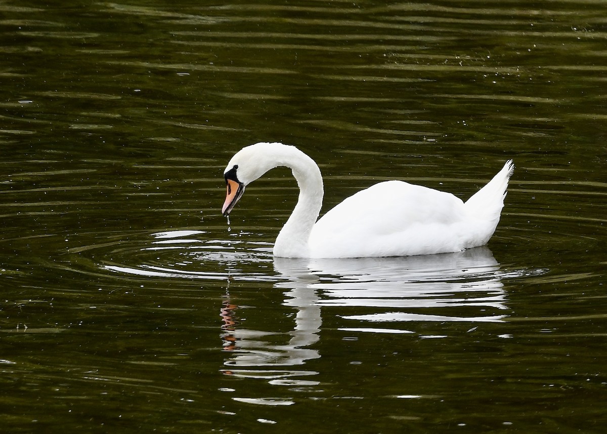 Cigno reale - ML642024345
