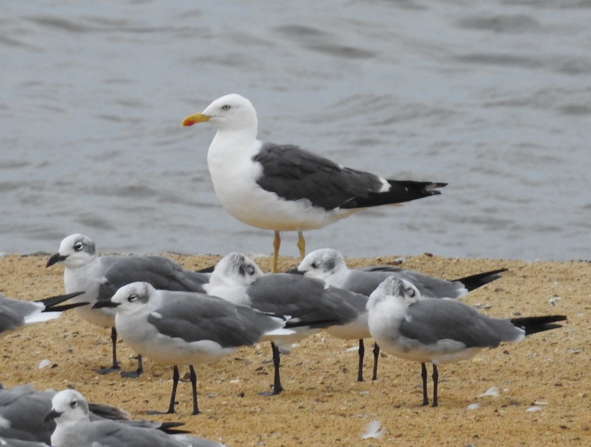 Lesser Black-backed Gull - ML642024350