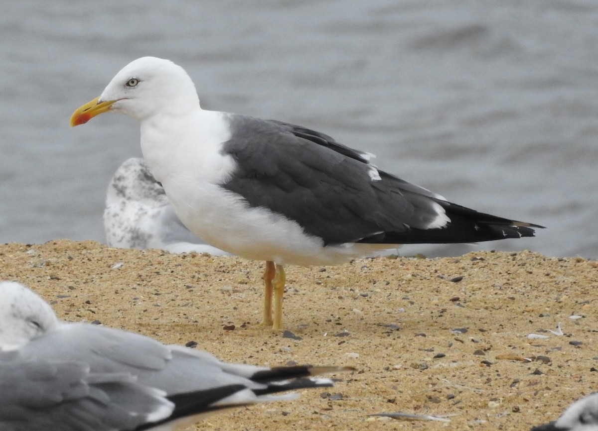 Lesser Black-backed Gull - ML642024351