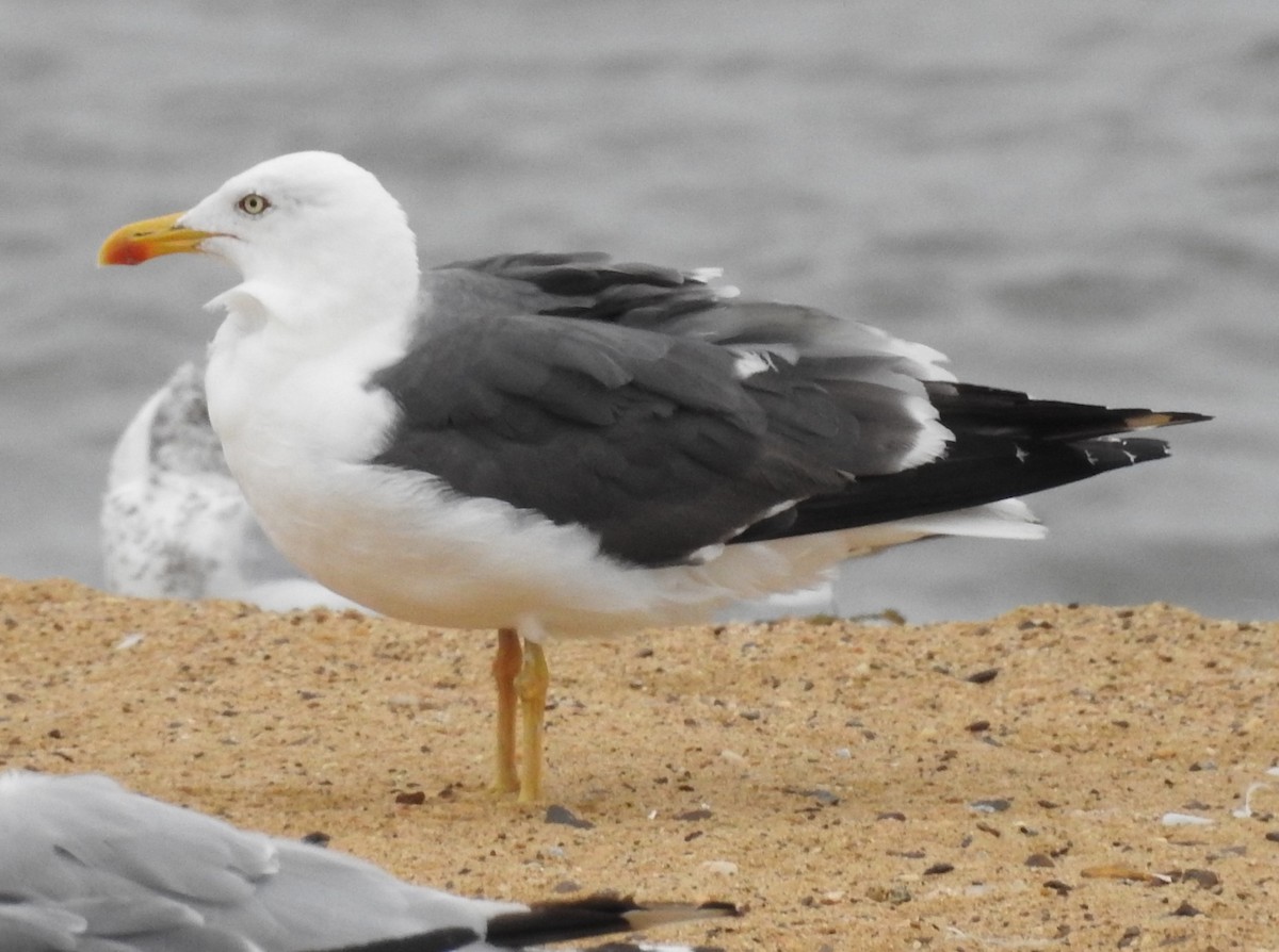 Lesser Black-backed Gull - ML642024352