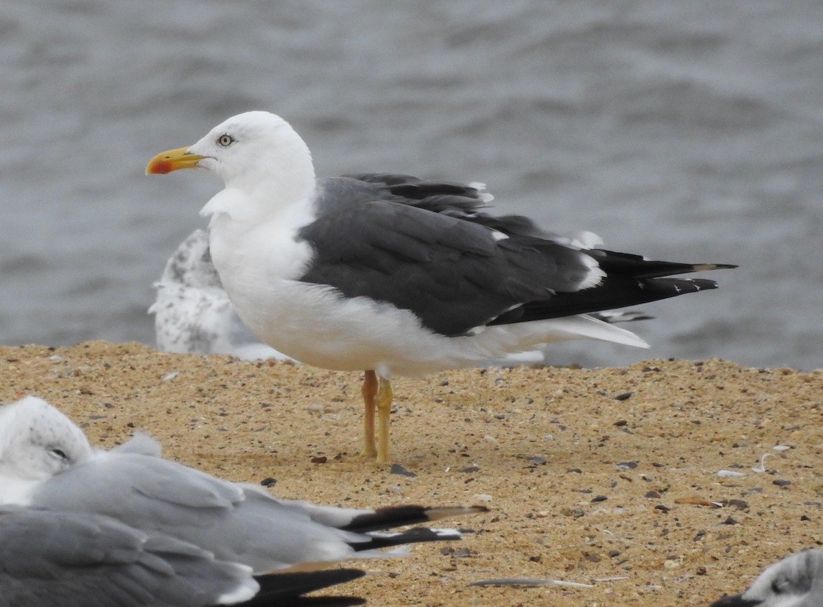 Lesser Black-backed Gull - ML642024353