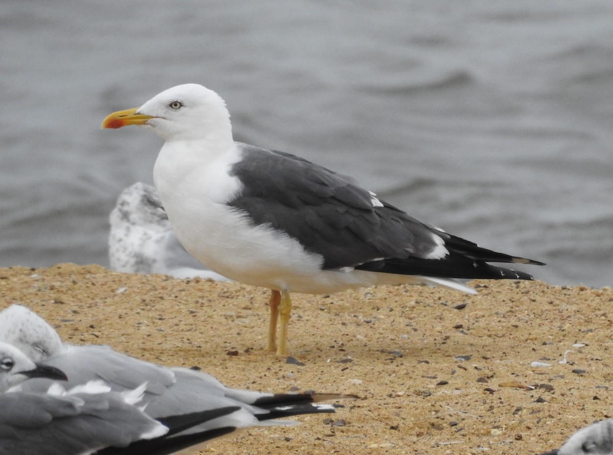Lesser Black-backed Gull - ML642024354