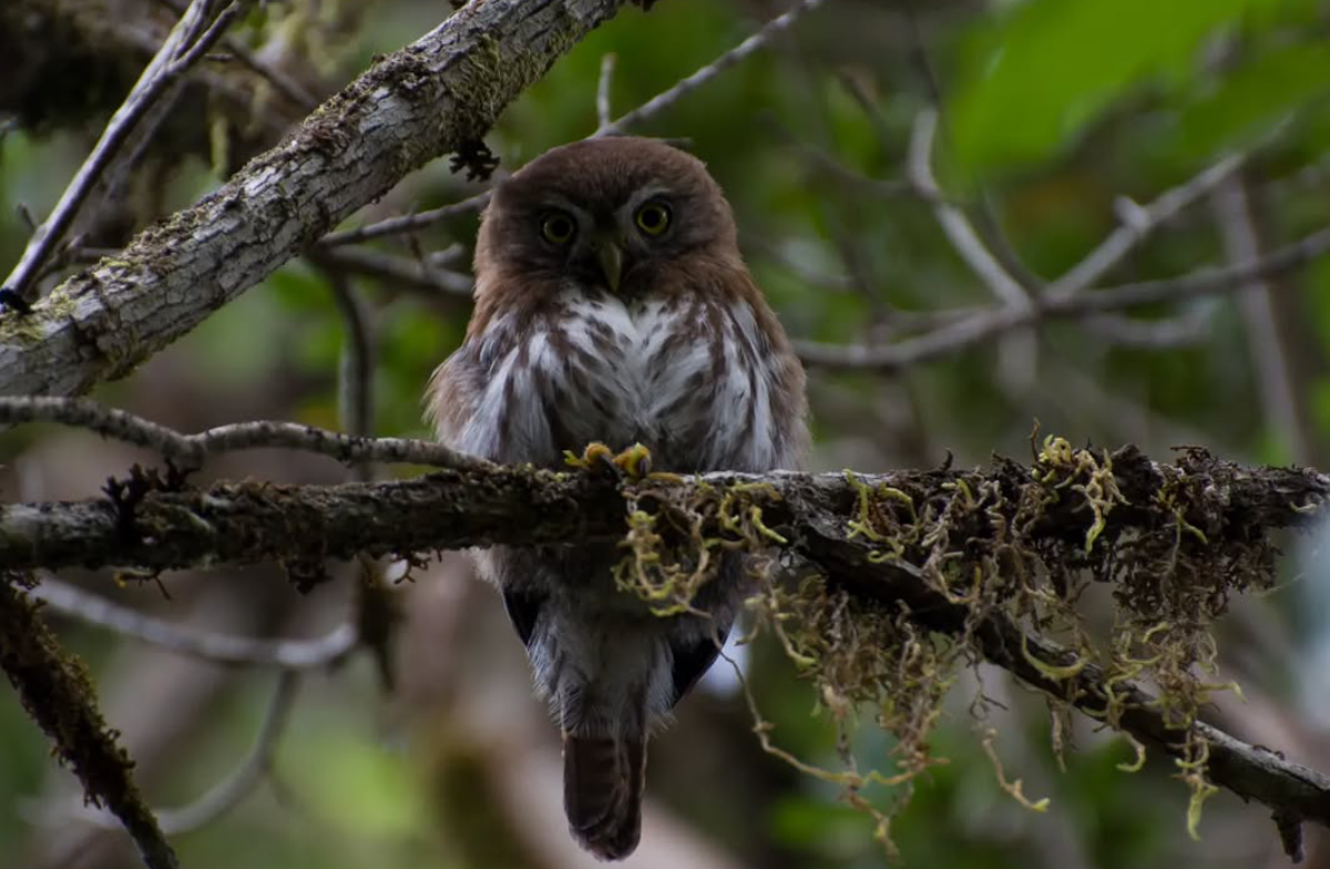 Austral Pygmy-Owl - ML642024365
