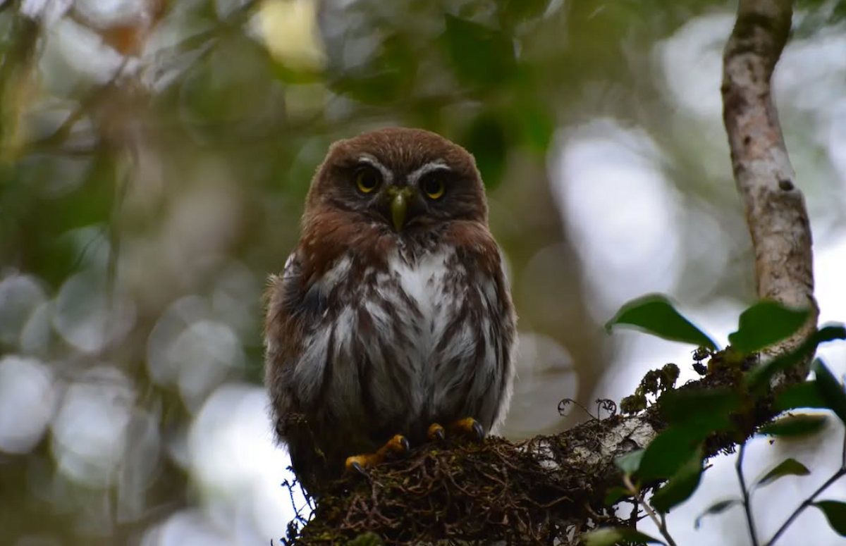 Austral Pygmy-Owl - ML642024366