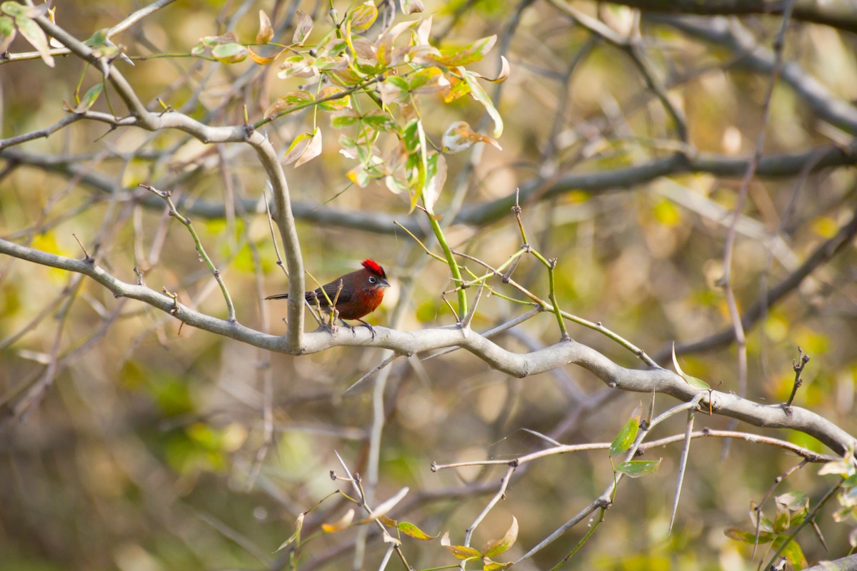 Red-crested Finch - ML642024370