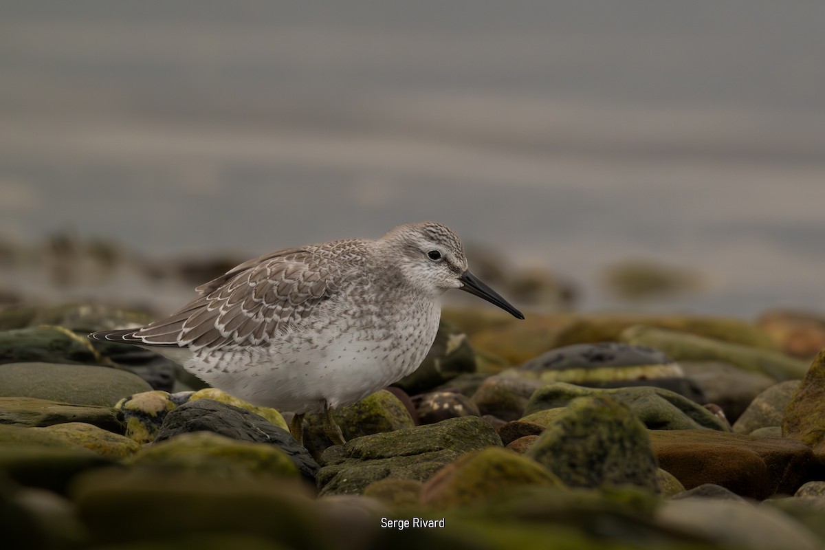Red Knot - ML642024393