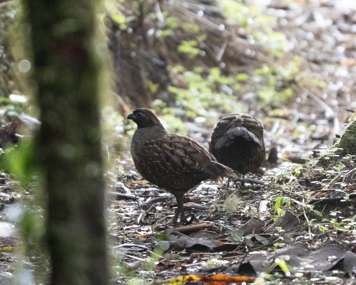 Black-fronted Wood-Quail - ML642024397