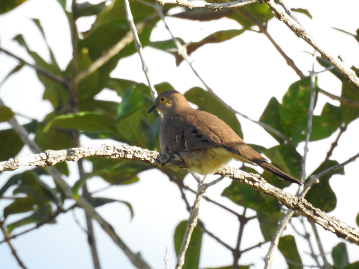 Long-tailed Ground Dove - ML642024399