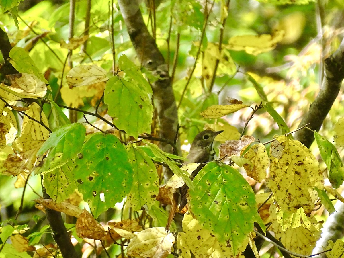 Hermit Thrush - ML642024402