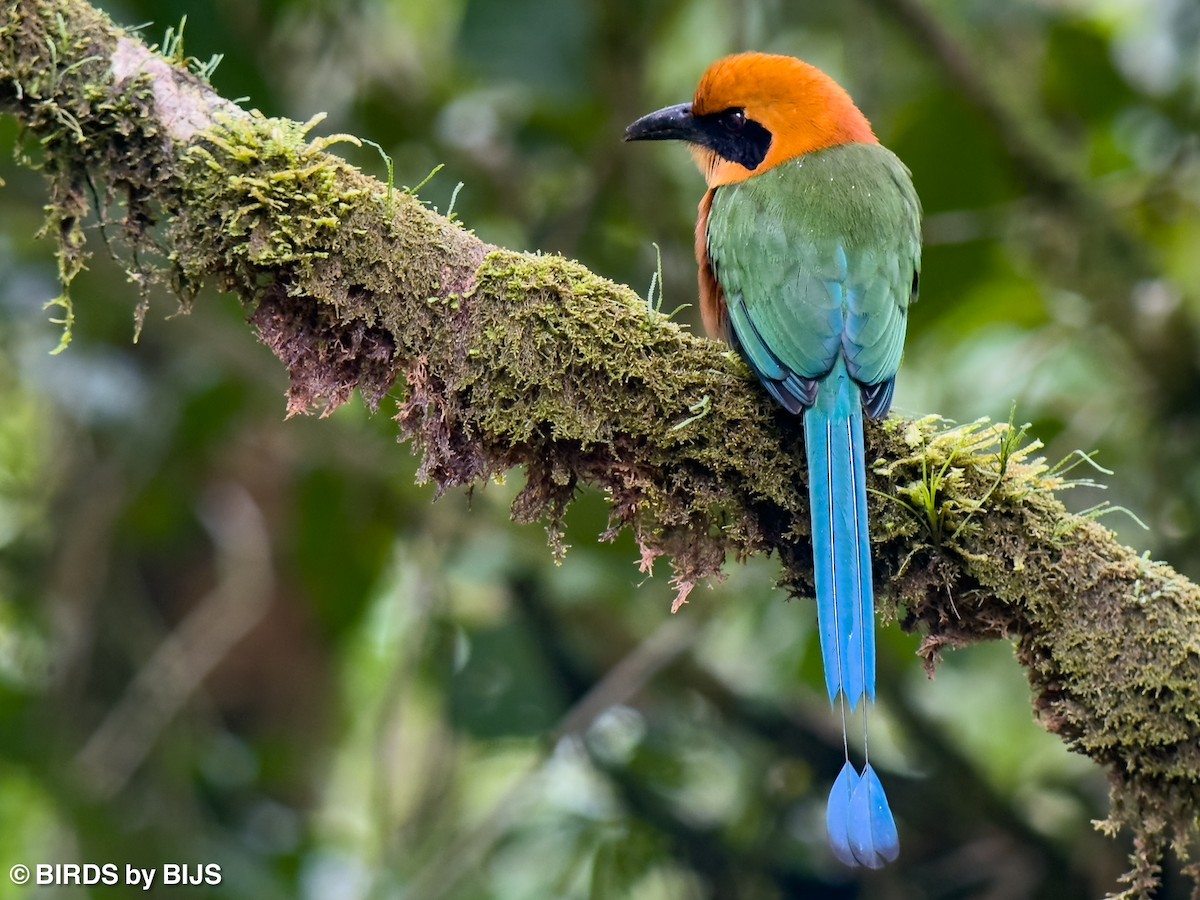 Rufous Motmot - ML642024417
